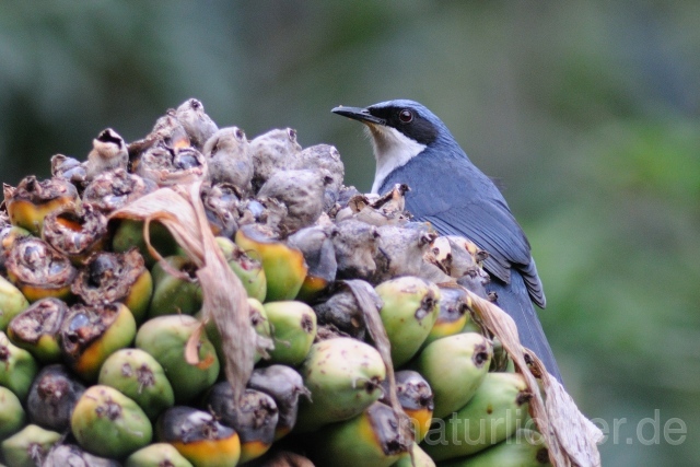 W6829 Lasurspottdrossel,Blue-and-white Mockingbird - Peter Wächtershäuser