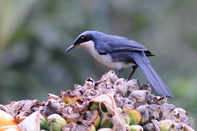 W6830 Lasurspottdrossel,Blue-and-white Mockingbird - Peter Wächtershäuser