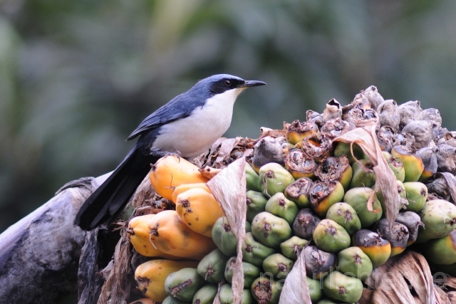 W6831 Lasurspottdrossel,Blue-and-white Mockingbird - Peter Wächtershäuser