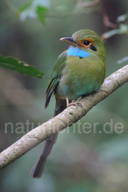 W6843 Blaukehlmotmot,Blue-throated Motmot - Peter Wächtershäuser