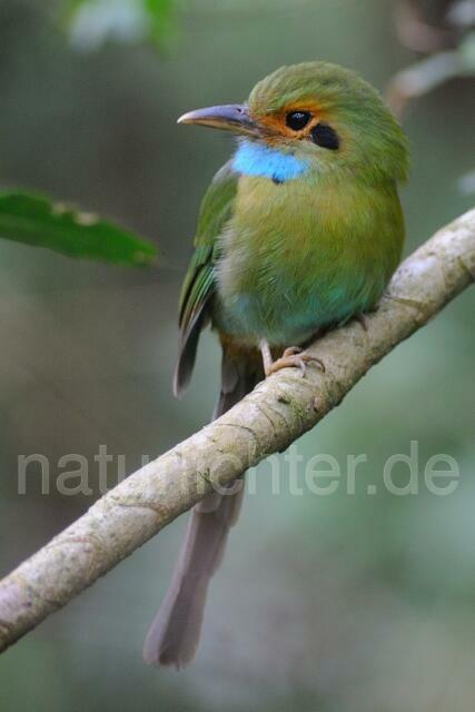 W6844 Blaukehlmotmot,Blue-throated Motmot - Peter Wächtershäuser