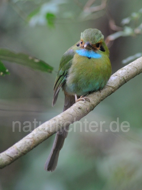 W6847 Blaukehlmotmot,Blue-throated Motmot - Peter Wächtershäuser