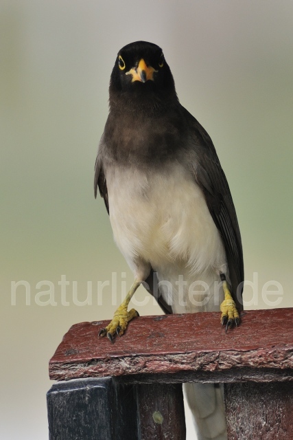 W6849 Braunhäher,Brown Jay - Peter Wächtershäuser