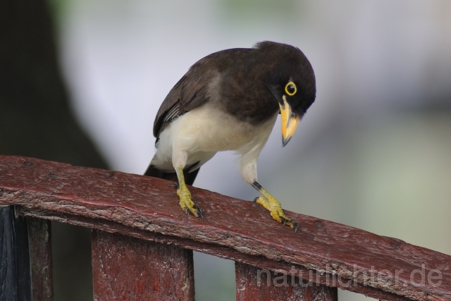 W6850 Braunhäher,Brown Jay - Peter Wächtershäuser