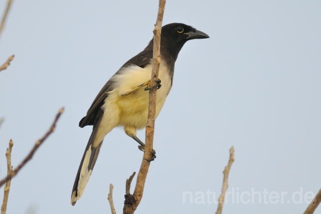 W6851 Braunhäher,Brown Jay - Peter Wächtershäuser