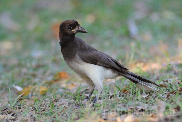 W6852 Braunhäher,Brown Jay - Peter Wächtershäuser