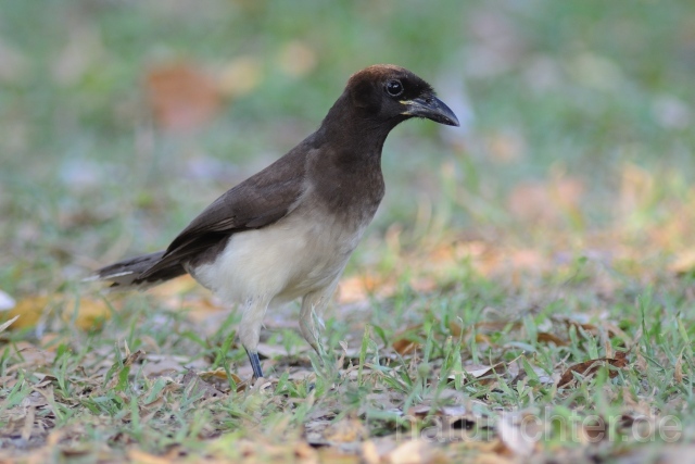 W6853 Braunhäher,Brown Jay - Peter Wächtershäuser