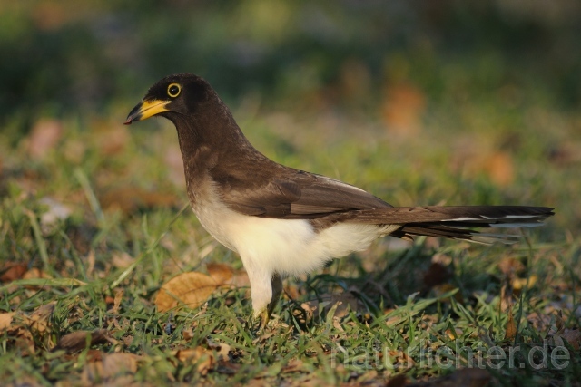 W6854 Braunhäher,Brown Jay - Peter Wächtershäuser