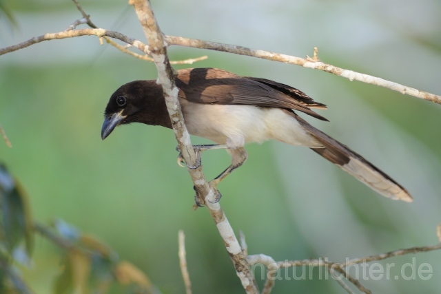 W6855 Braunhäher,Brown Jay - Peter Wächtershäuser