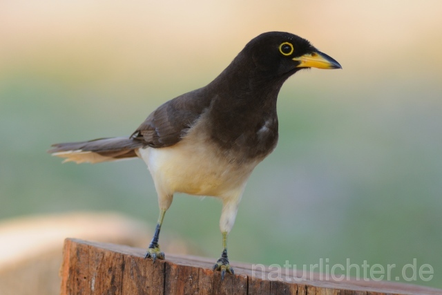 W6856 Braunhäher,Brown Jay - Peter Wächtershäuser