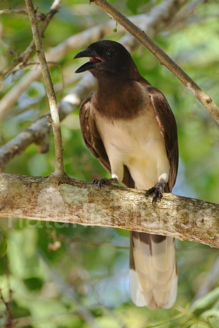 W6858 Braunhäher,Brown Jay - Peter Wächtershäuser