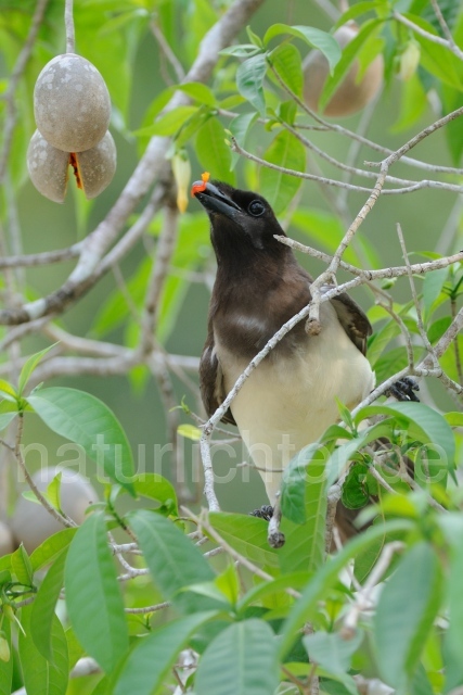 W6859 Braunhäher,Brown Jay - Peter Wächtershäuser