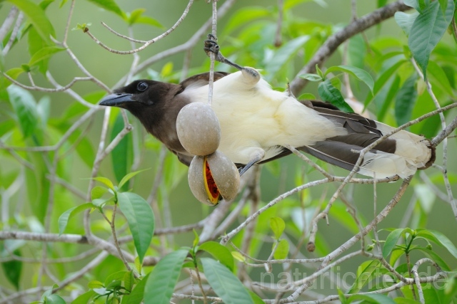 W6860 Braunhäher,Brown Jay - Peter Wächtershäuser