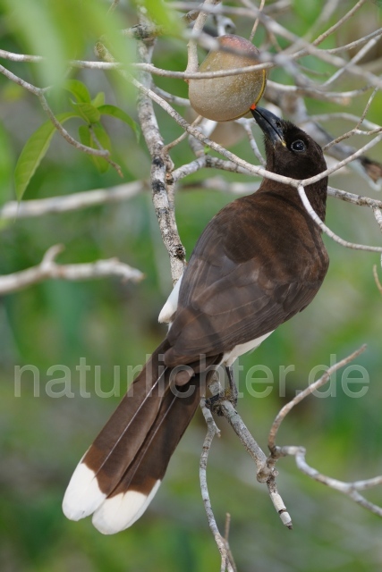 W6861 Braunhäher,Brown Jay - Peter Wächtershäuser