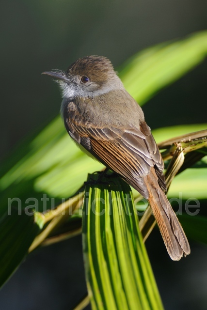 W6875 Kappentyrann,Dusky-capped Flycatcher - Peter Wächtershäuser