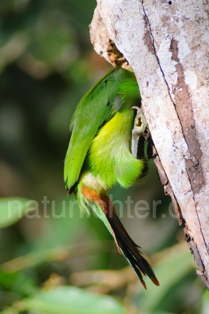 W6882 Laucharassari,Emerald Toucanet - Peter Wächtershäuser