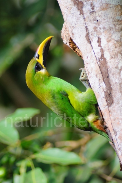 W6884 Laucharassari,Emerald Toucanet - Peter Wächtershäuser