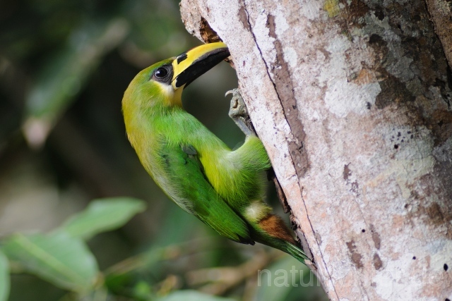 W6885 Laucharassari,Emerald Toucanet - Peter Wächtershäuser