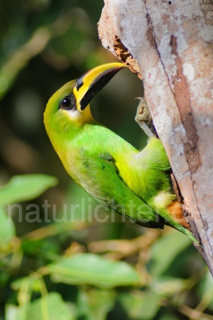 W6886 Laucharassari,Emerald Toucanet - Peter Wächtershäuser