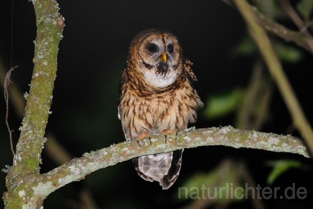 W6889 Gelbkauz,Fulvous Owl - Peter Wächtershäuser