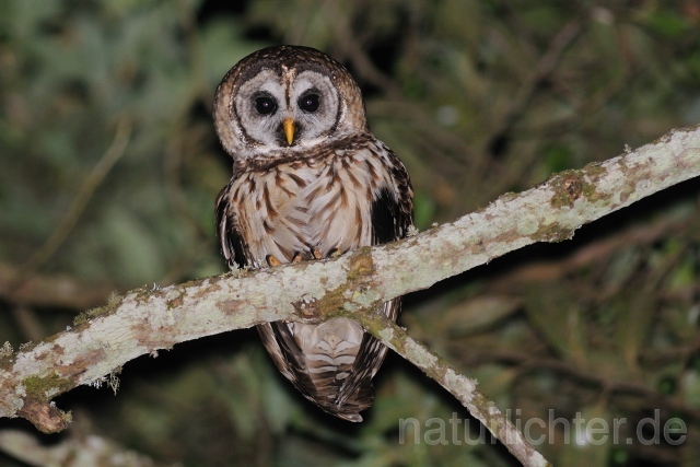 W6890 Gelbkauz,Fulvous Owl - Peter Wächtershäuser