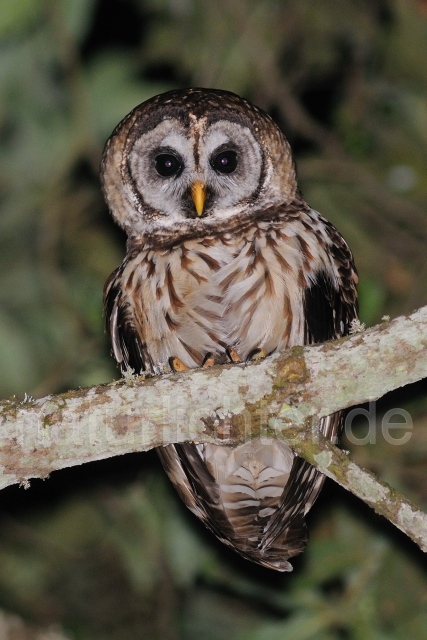 W6891 Gelbkauz,Fulvous Owl - Peter Wächtershäuser