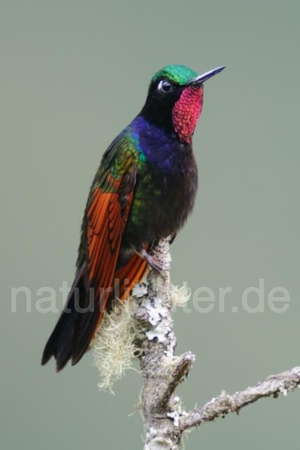 W6894 Granatkehlnymphe,Garnet-throated Hummingbird - Peter Wächtershäuser