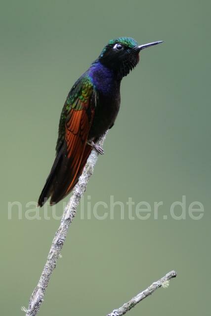 W6899 Granatkehlnymphe,Garnet-throated Hummingbird - Peter Wächtershäuser