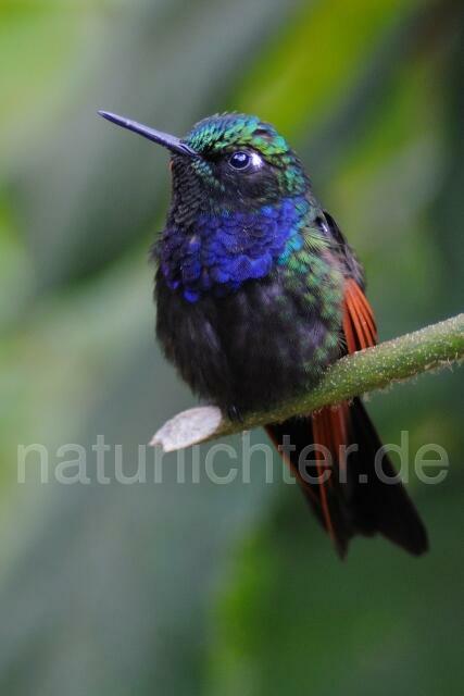 W6905 Granatkehlnymphe,Garnet-throated Hummingbird - Peter Wächtershäuser