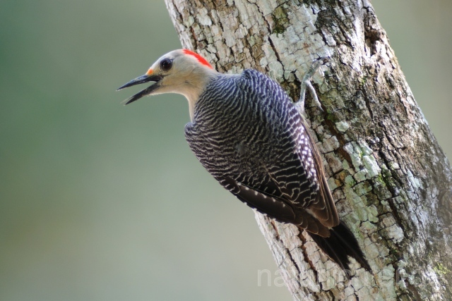 W6907 Goldstirnspecht,Golden-fronted Woodpecker - Peter Wächtershäuser