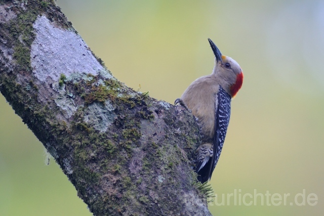 W6908 Goldstirnspecht,Golden-fronted Woodpecker - Peter Wächtershäuser