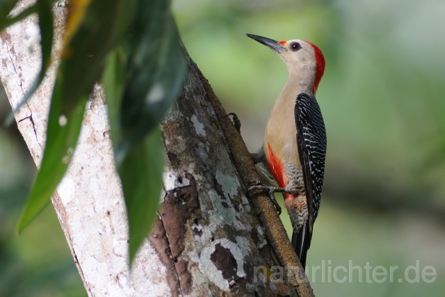 W6909 Goldstirnspecht,Golden-fronted Woodpecker - Peter Wächtershäuser