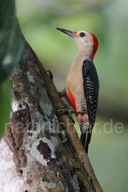 W6910 Goldstirnspecht,Golden-fronted Woodpecker - Peter Wächtershäuser