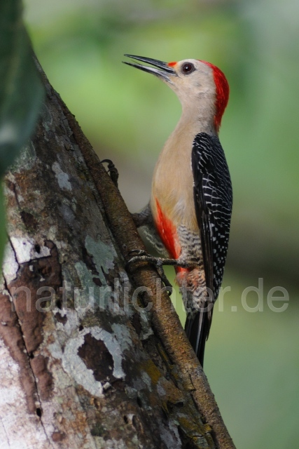 W6911 Goldstirnspecht,Golden-fronted Woodpecker - Peter Wächtershäuser