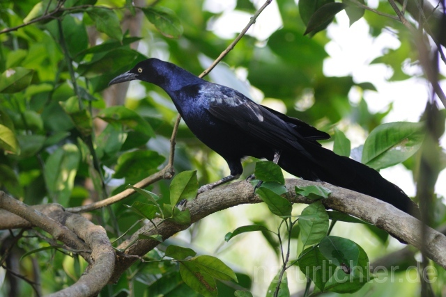 W6916 Dohlengrackel,Great-tailed Grackle - Peter Wächtershäuser