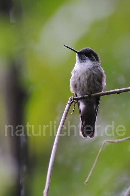 W6921 Grünkehlnymphe,Green-throated Mountain Gem - Peter Wächtershäuser