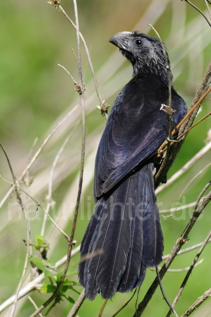 W6926 Riefenschnabelani,Groove-billed Ani - Peter Wächtershäuser