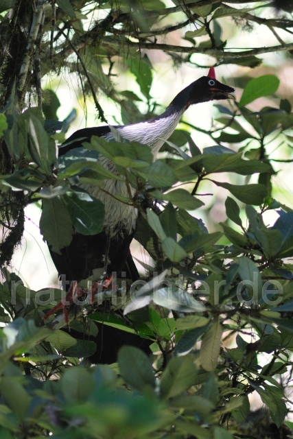 W6932 Zapfenguan,Horned Guan - Peter Wächtershäuser