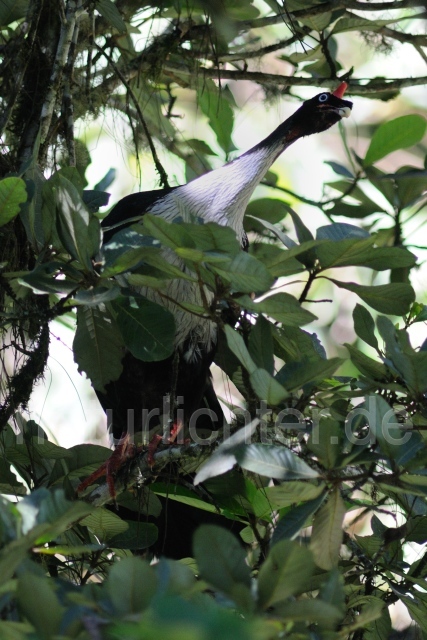 W6934 Zapfenguan,Horned Guan - Peter Wächtershäuser