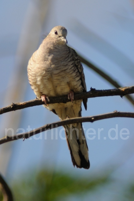 W6935 Inkatäubchen,Inca Dove - Peter Wächtershäuser