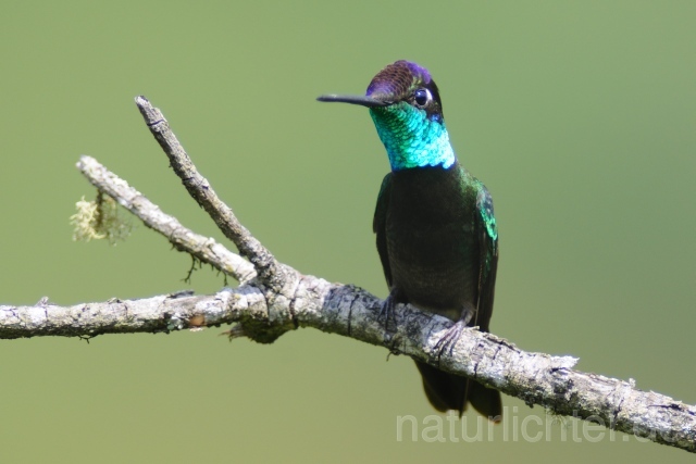 W6955 Dickschnabelkolibri,Magnificent Hummingbird - Peter Wächtershäuser