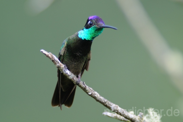 W6957 Dickschnabelkolibri,Magnificent Hummingbird - Peter Wächtershäuser