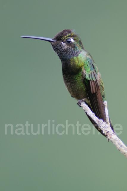 W6958 Dickschnabelkolibri,Magnificent Hummingbird - Peter Wächtershäuser