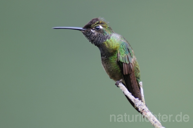 W6959 Dickschnabelkolibri,Magnificent Hummingbird - Peter Wächtershäuser