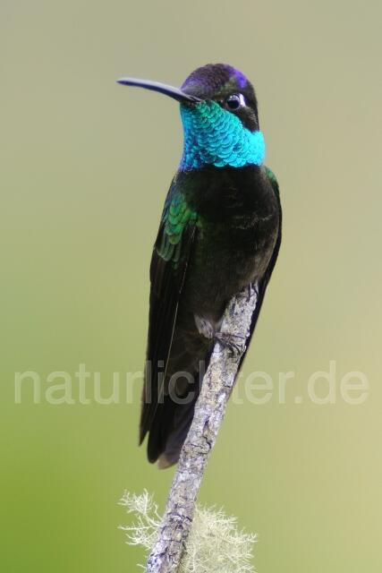 W6960 Dickschnabelkolibri,Magnificent Hummingbird - Peter Wächtershäuser