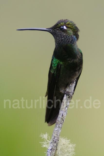 W6961 Dickschnabelkolibri,Magnificent Hummingbird - Peter Wächtershäuser
