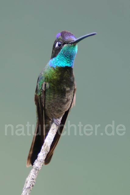 W6962 Dickschnabelkolibri,Magnificent Hummingbird - Peter Wächtershäuser