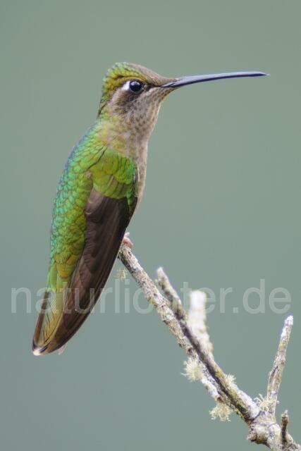 W6964 Dickschnabelkolibri,Magnificent Hummingbird - Peter Wächtershäuser