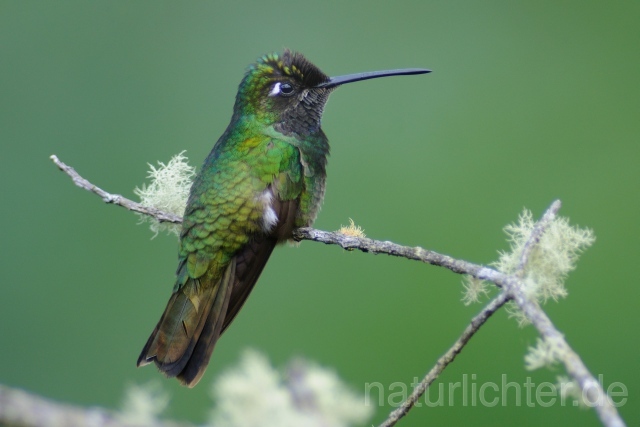 W6965 Dickschnabelkolibri,Magnificent Hummingbird - Peter Wächtershäuser