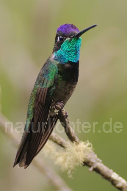 W6969 Dickschnabelkolibri,Magnificent Hummingbird - Peter Wächtershäuser